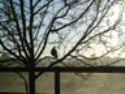 bird in tree in mist